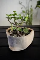 Composición de suculentas