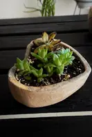 Composición de suculentas en maceta corazón