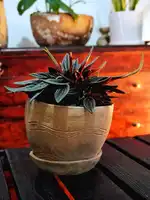 Peperomia caperata (Peperomia ondulada)