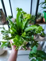 Asplenium nidus (Nido de ave)