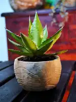 Agave montana (Maguey de montaña) – Línea Arte Ancestral Guane