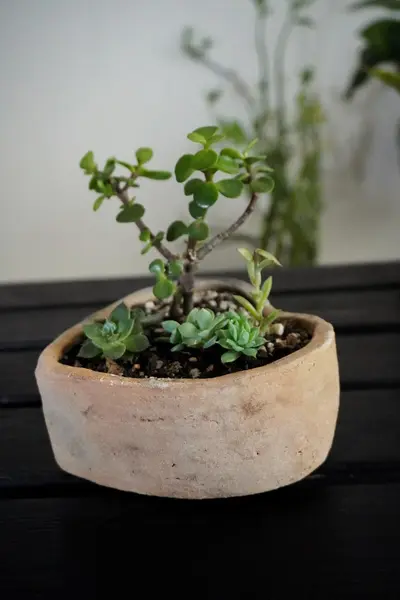 Composición de suculentas