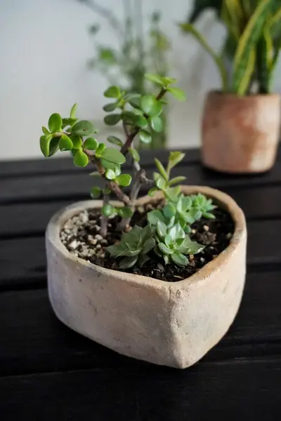 Composición de suculentas