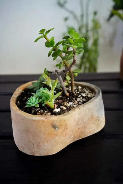 Composición de suculentas