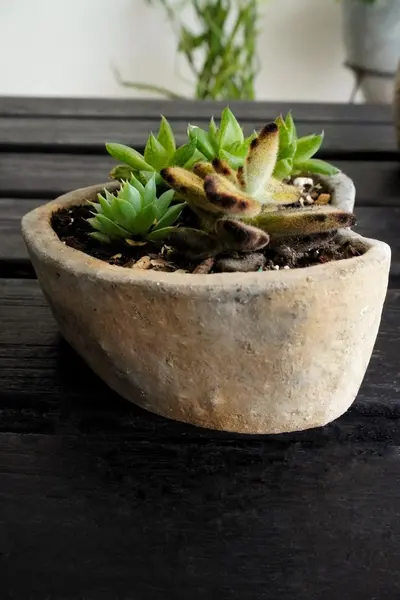 Composición de suculentas en maceta corazón