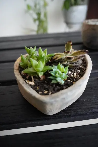 Composición de suculentas en maceta corazón