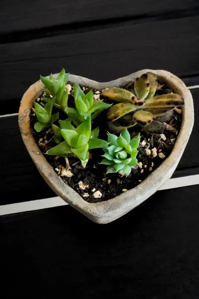 Composición de suculentas en maceta corazón