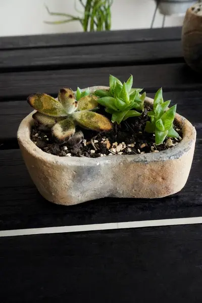 Composición de suculentas en maceta corazón