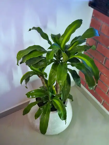 Dracaena fragrans (Tronco de Brasil)