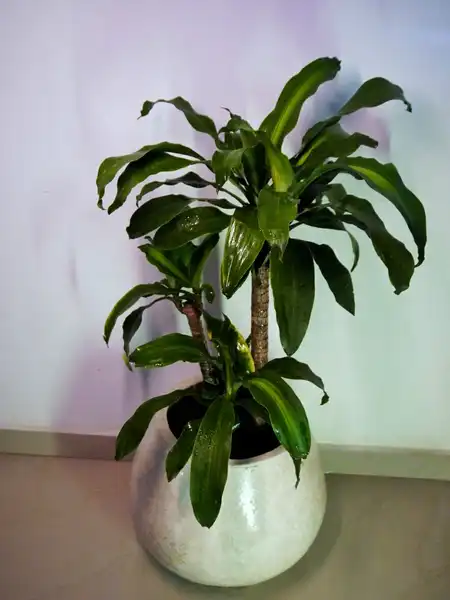 Dracaena fragrans (Tronco de Brasil)