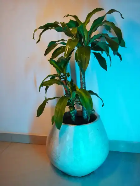 Dracaena fragrans (Tronco de Brasil)