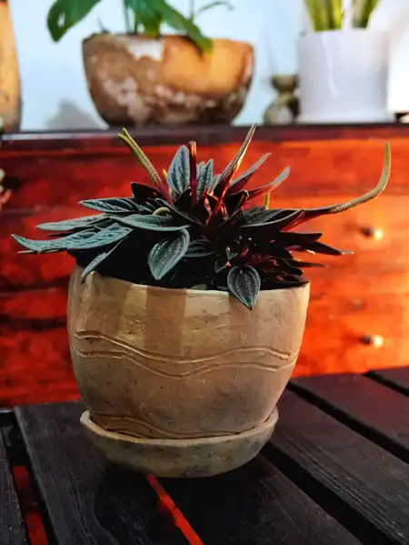 Peperomia caperata (Peperomia ondulada)