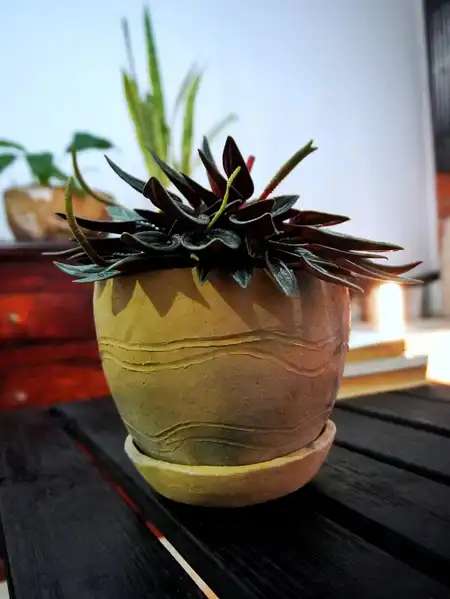 Peperomia caperata (Peperomia ondulada)