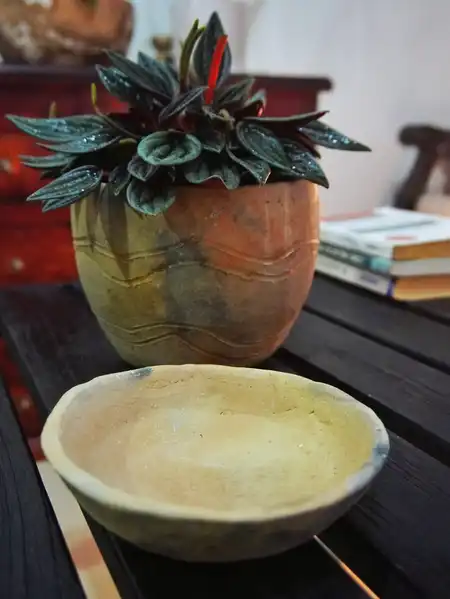 Peperomia caperata (Peperomia ondulada)