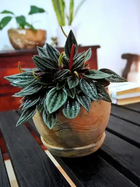 Peperomia caperata (Peperomia ondulada)