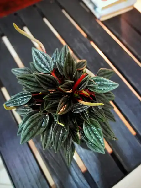 Peperomia caperata (Peperomia ondulada)