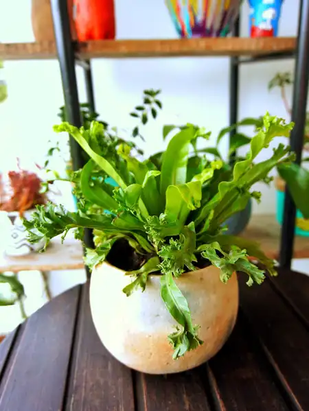 Asplenium nidus (Nido de ave)