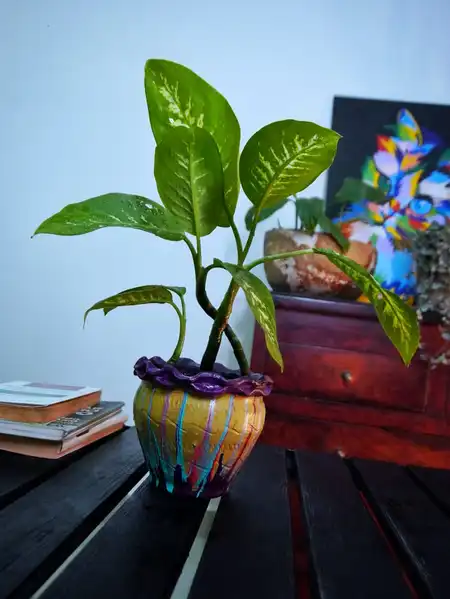 Dieffenbachia (Amoena o Diefembaquia)