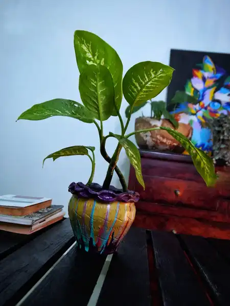 Dieffenbachia (Amoena o Diefembaquia)