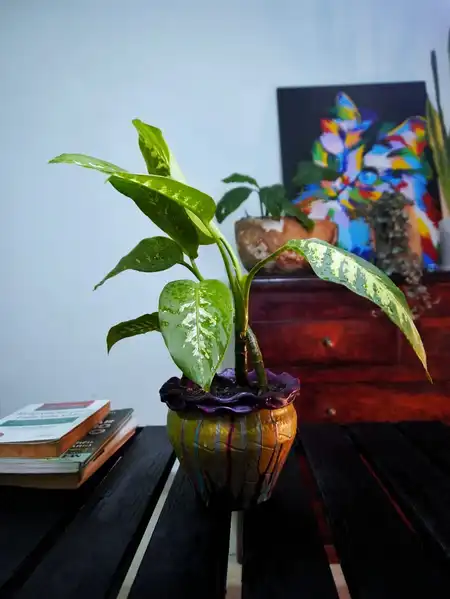 Dieffenbachia (Amoena o Diefembaquia)