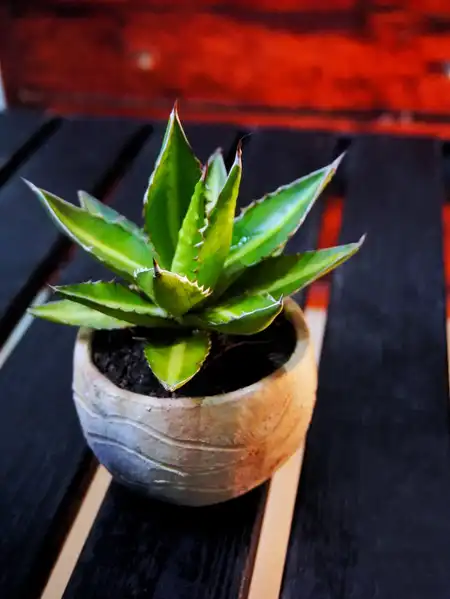 Agave montana (Maguey de montaña) – Línea Arte Ancestral Guane