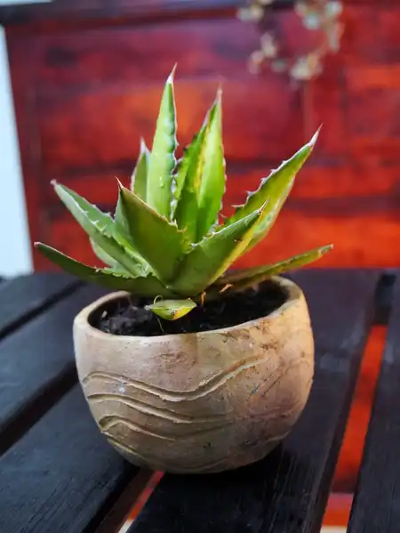 Agave montana (Maguey de montaña) – Línea Arte Ancestral Guane