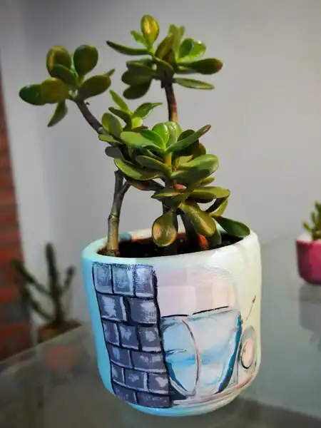 Crassula ovata o árbol de Jade