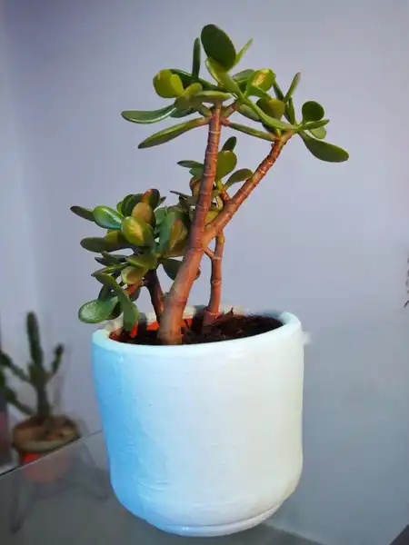Crassula ovata o árbol de Jade