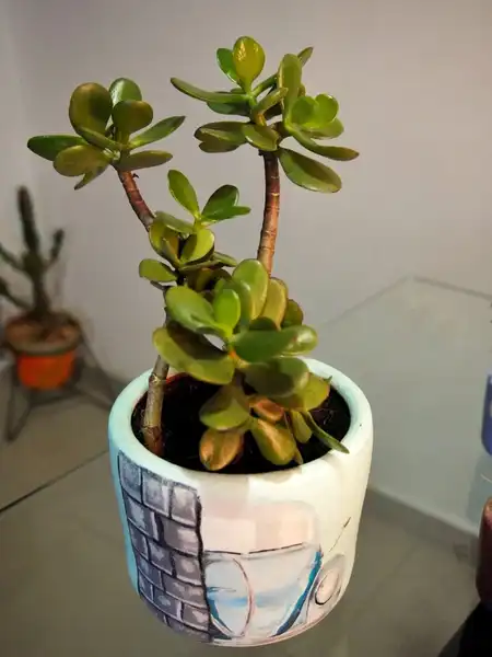 Crassula ovata o árbol de Jade