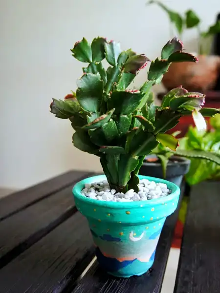 imagen Colección Personalizada 