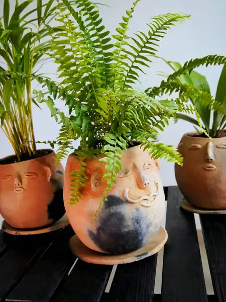 imagen Colección Tierra Guane 