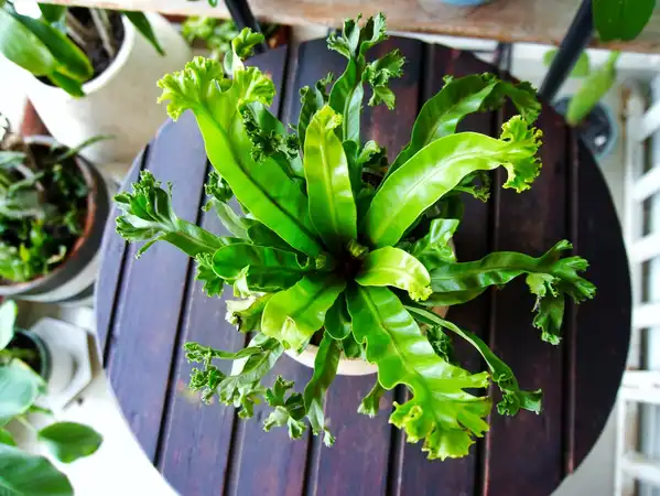 Asplenium nidus (Nido de ave)