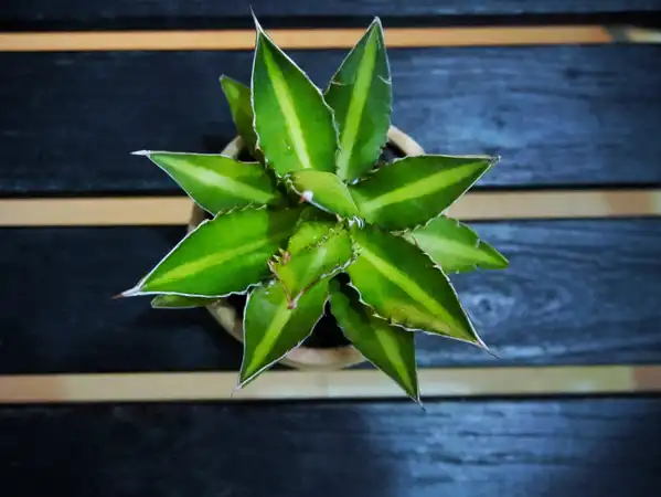 Agave montana (Maguey de montaña) – Línea Arte Ancestral Guane